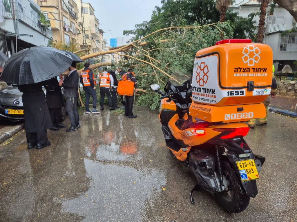 העץ שקרס. בנס ללא נפגעים