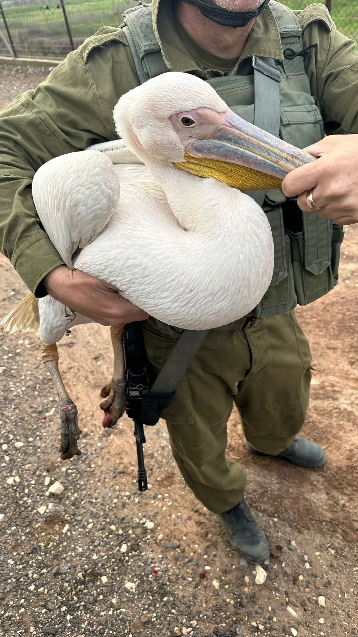הפעילות בזירה