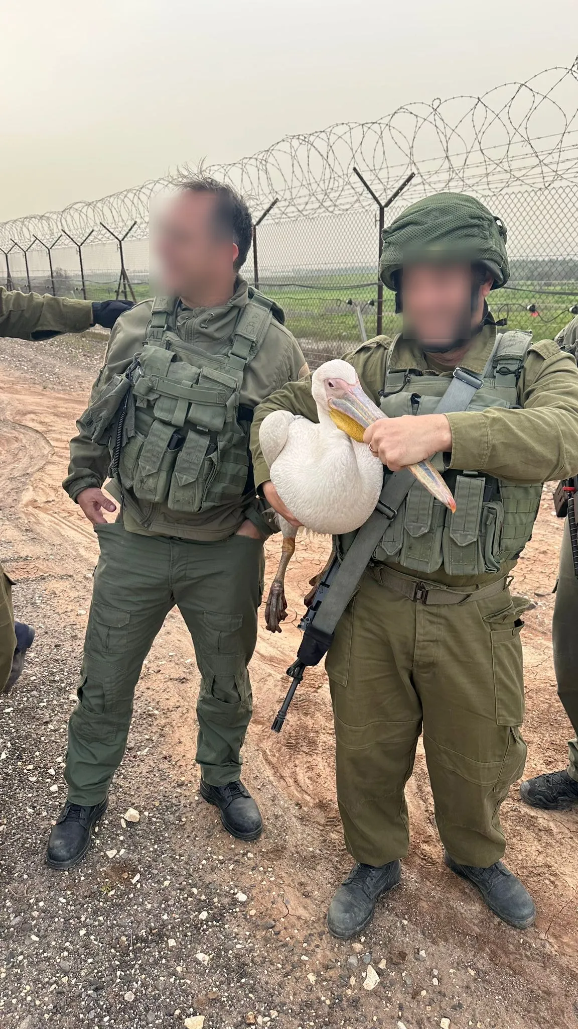 הפעילות בזירה