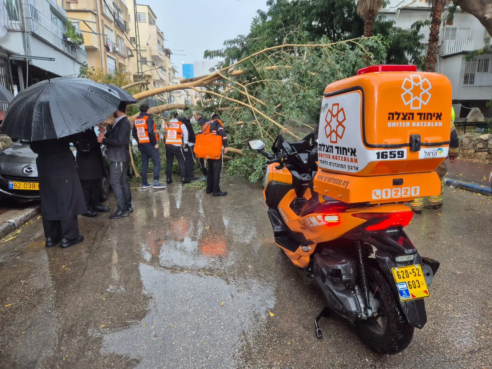 רגעים של חרדה בבני ברק: עץ ענק קרס בשל הרוחות