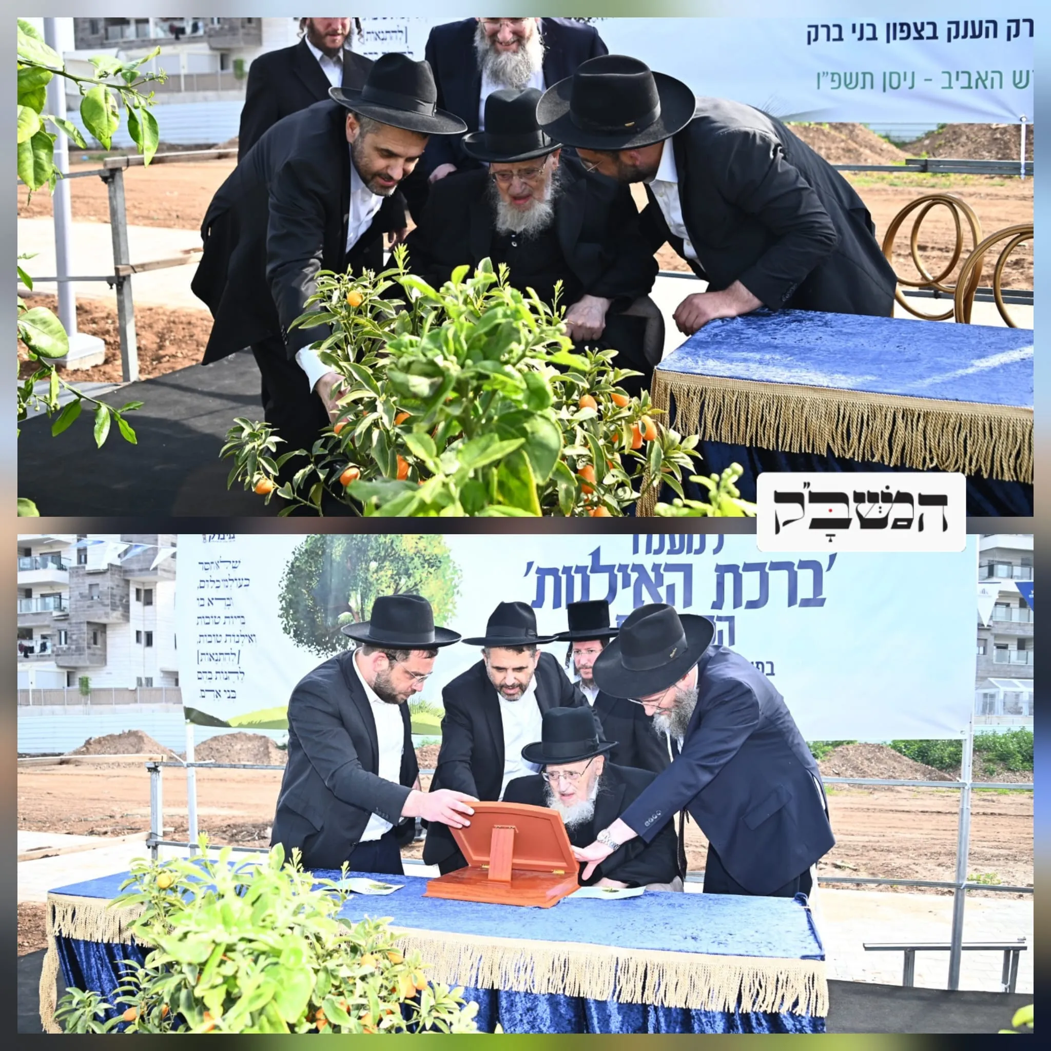 זקן ראשי הישיבות ערך 'ברכת האילנות' בשכונה הבני ברקית החדשה
