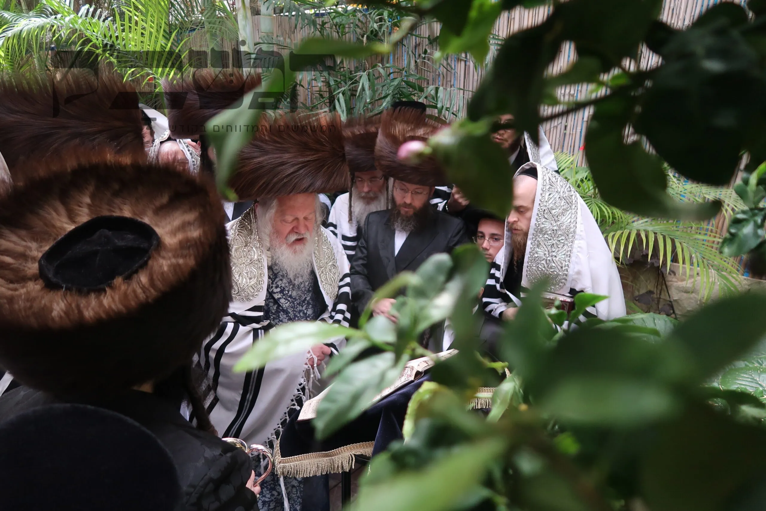 האדמו