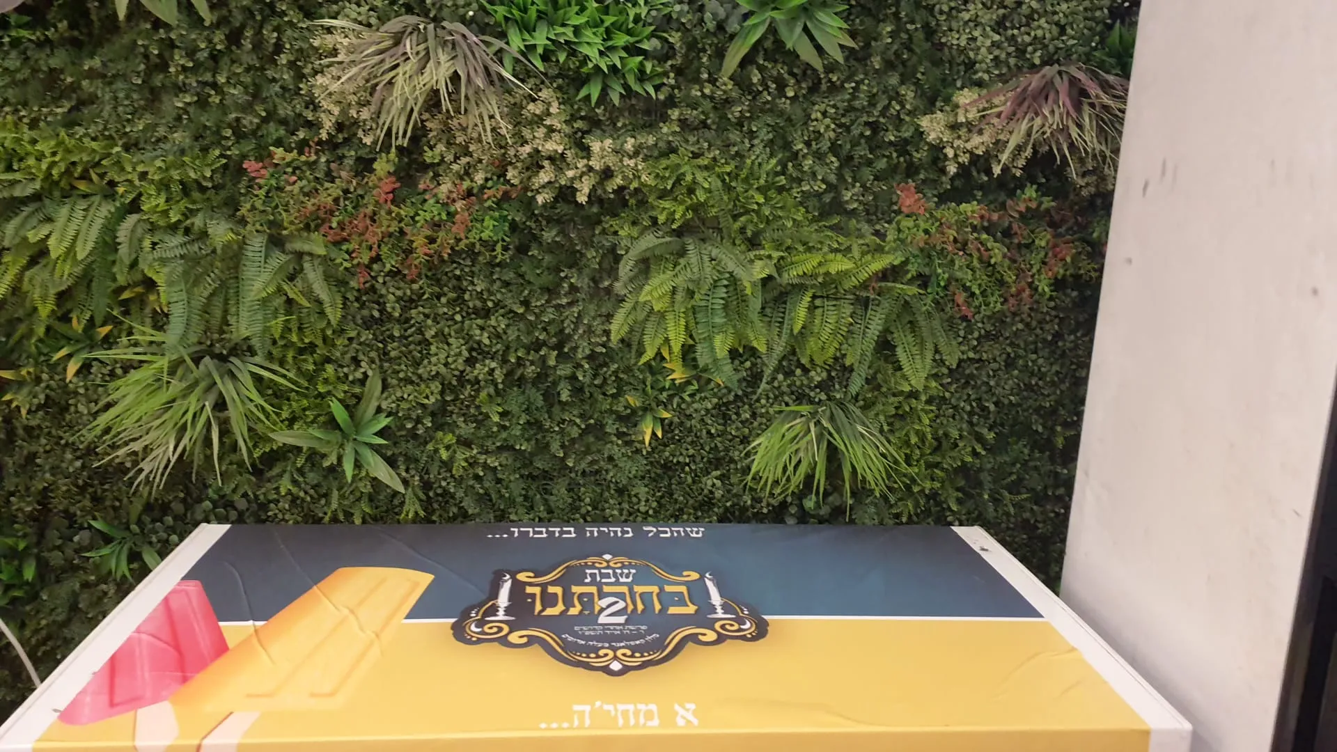 שבת מיוחדת בעלזא