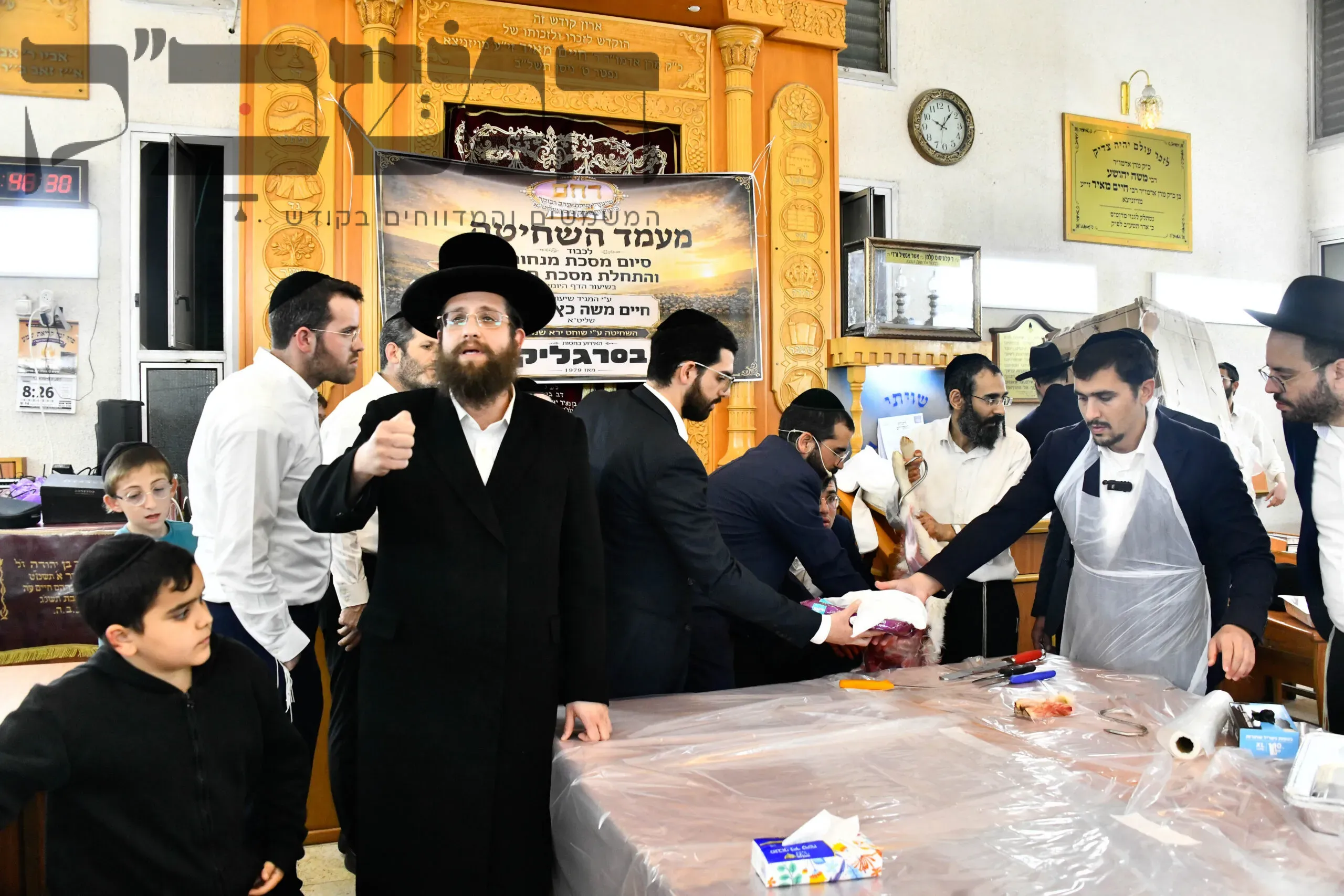 מעמד נדיר: שחיטת גדי בבית המדרש להמחשת מסכת חולין