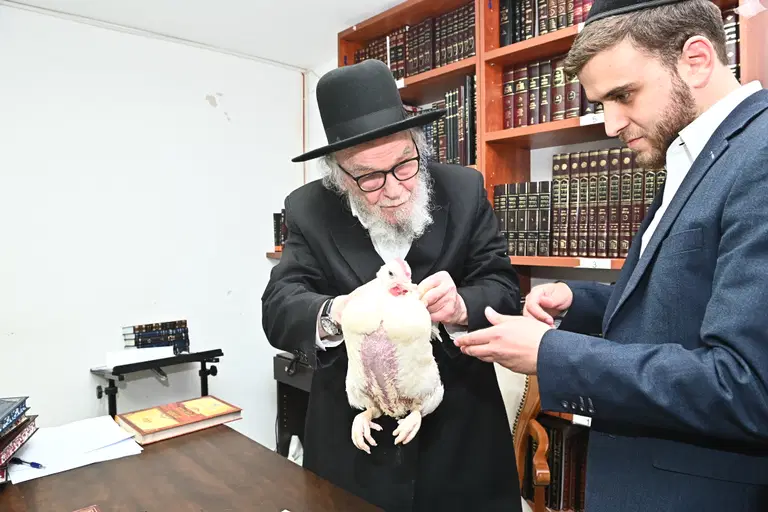 הגרמה הירש בעריכת כפרות