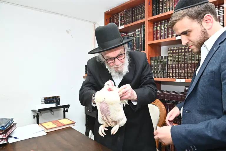 הגרמה הירש בעריכת כפרות