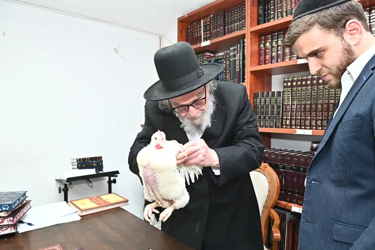 הגרמה הירש בעריכת כפרות
